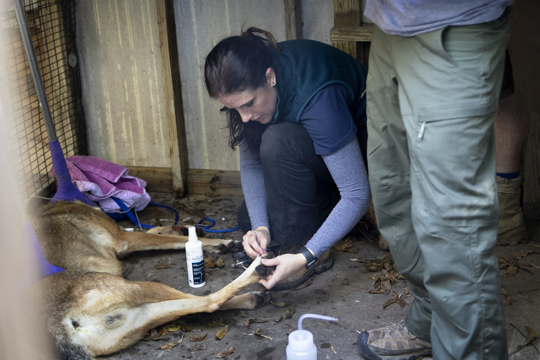 Red wolf conservation program at the Texas Zoo